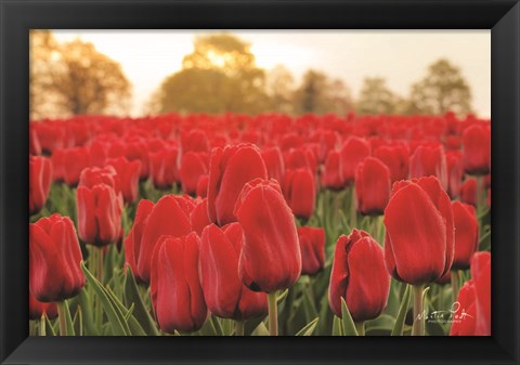 Framed Tulips from Twente Print