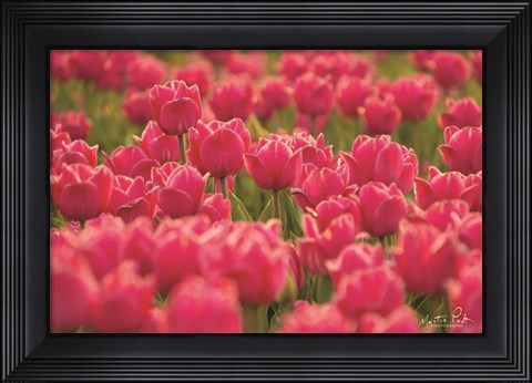 Framed Pretty Pink Tulips Print