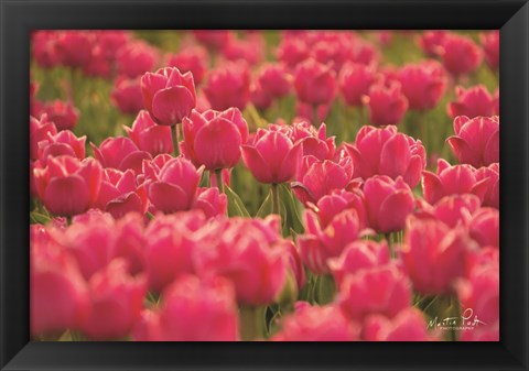 Framed Pretty Pink Tulips Print