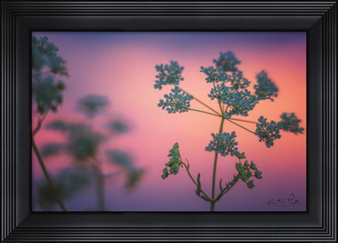 Framed Cow Parsley Print