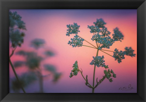 Framed Cow Parsley Print