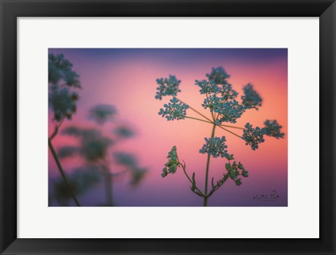 Framed Cow Parsley Print