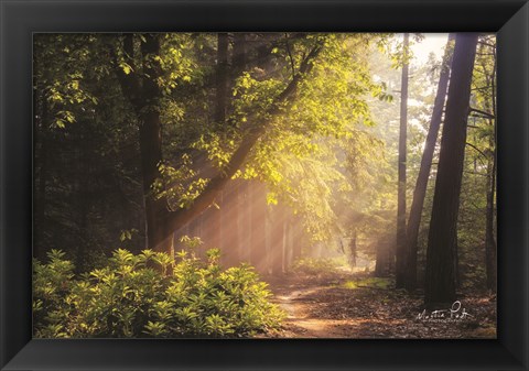 Framed Sunny Trail Print