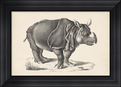 Framed Rhinoceros Print
