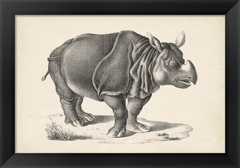 Framed Rhinoceros Print