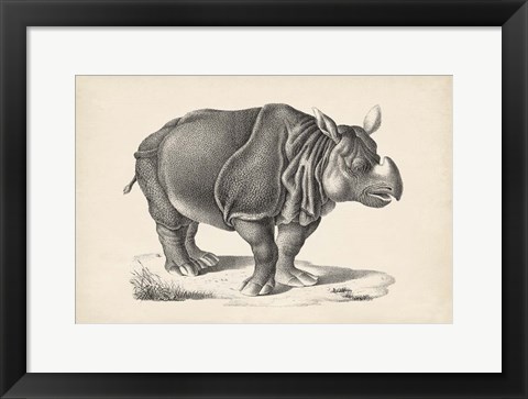 Framed Rhinoceros Print