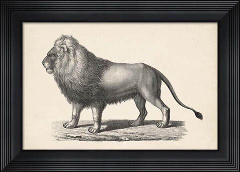 Framed Lion Print