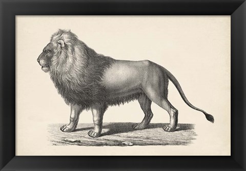 Framed Lion Print