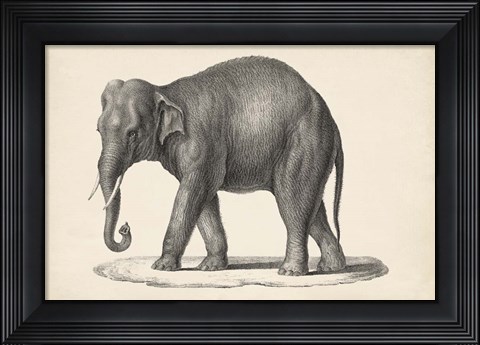 Framed Elephant Print