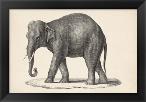 Framed Elephant Print