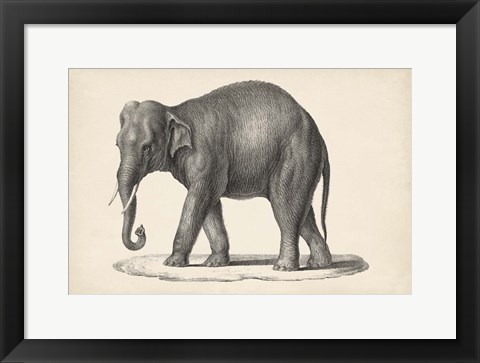 Framed Elephant Print