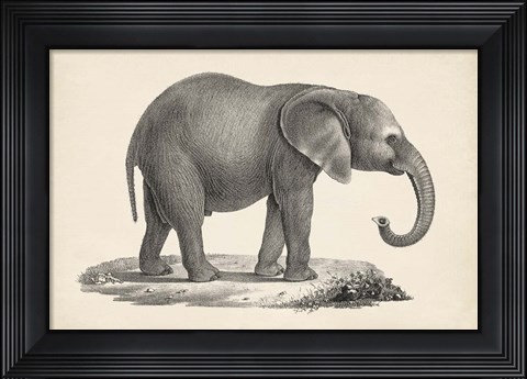 Framed Young Elephant Print