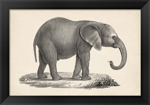 Framed Young Elephant Print