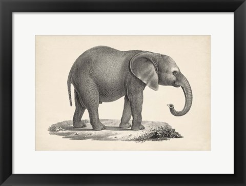 Framed Young Elephant Print