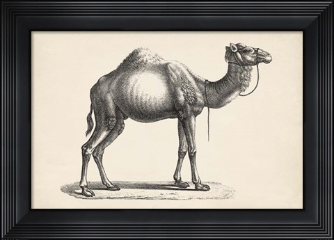 Framed Dromedary Print