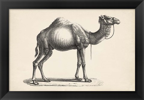 Framed Dromedary Print