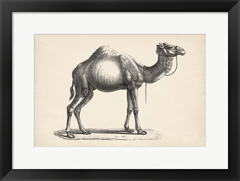 Framed Dromedary Print