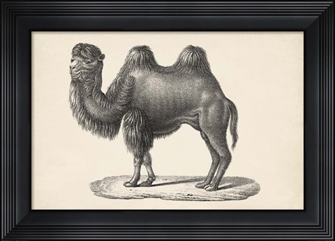 Framed Camel Print