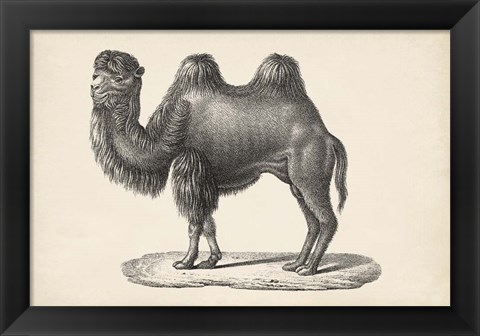 Framed Camel Print