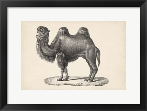 Framed Camel Print