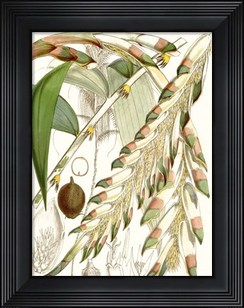 Framed Tropical Variety I Print