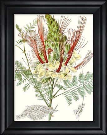 Framed Tropical Variety II Print