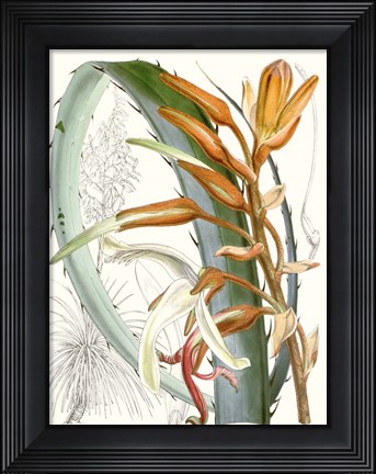 Framed Tropical Variety III Print