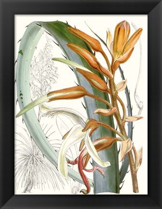 Framed Tropical Variety III Print