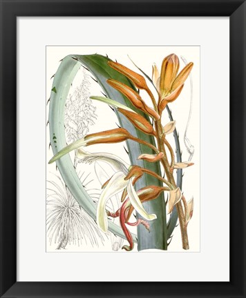 Framed Tropical Variety III Print