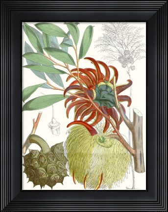 Framed Tropical Variety IV Print