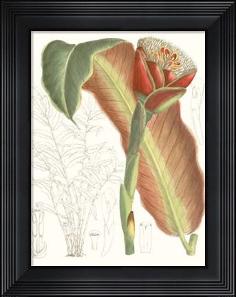 Framed Tropical Variety VII Print