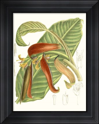 Framed Tropical Variety VIII Print