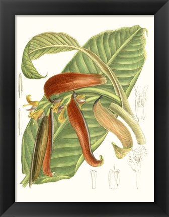 Framed Tropical Variety VIII Print