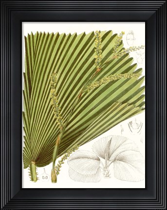 Framed Palm Melange I Print
