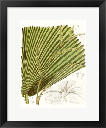 Framed Palm Melange I Print