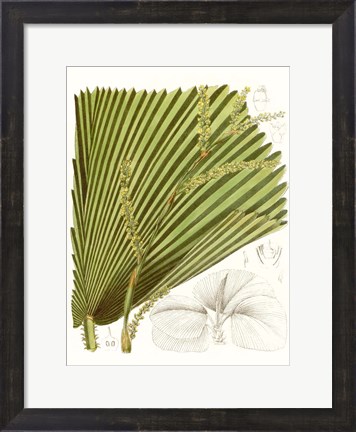 Framed Palm Melange I Print