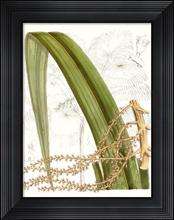 Framed Palm Melange VIII Print