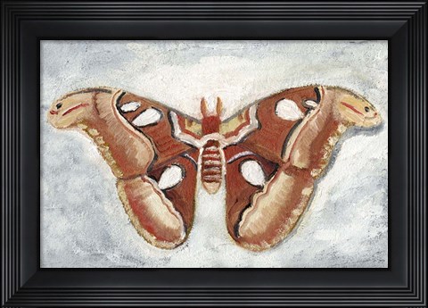 Framed Papillon de Nuit I Print