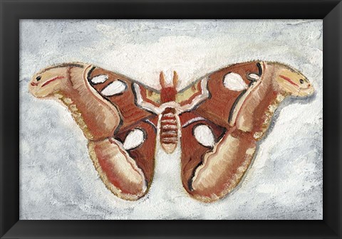 Framed Papillon de Nuit I Print