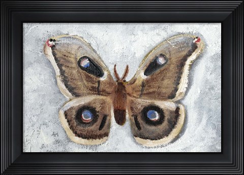 Framed Papillon de Nuit II Print