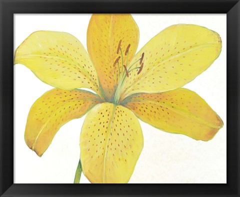 Framed Citron Tiger Lily II Print