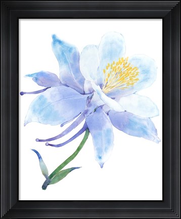 Framed Columbine Bloom I Print