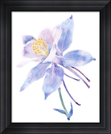 Framed Columbine Bloom II Print