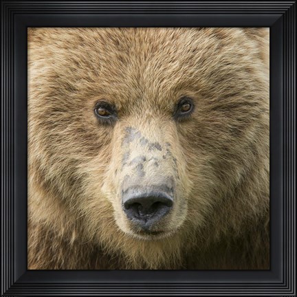 Framed Bear Life I Print