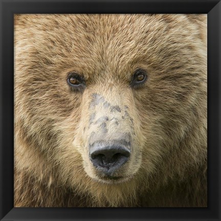 Framed Bear Life I Print