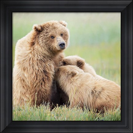 Framed Bear Life II Print