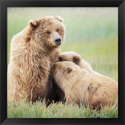 Framed Bear Life II Print