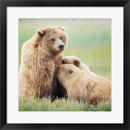 Framed Bear Life II Print