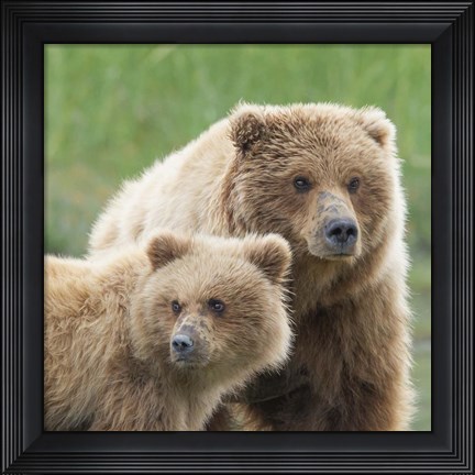 Framed Bear Life III Print