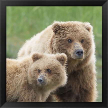 Framed Bear Life III Print